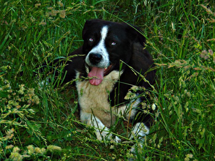 DSC08052 - Diverse animale si pasari