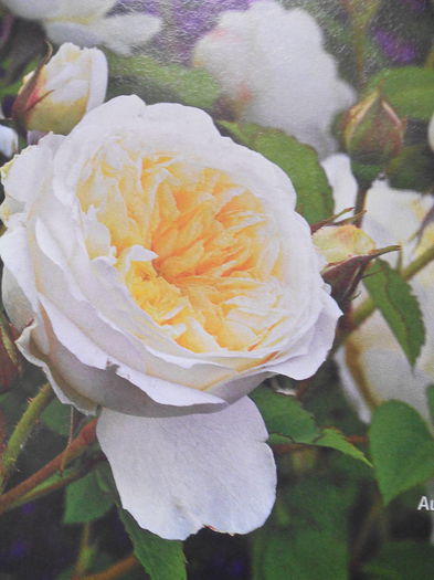 trandafir englezesc Emanuel - Dorinte2015