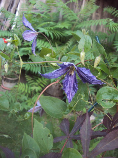 Tie Dye - 1 Clematite 2015