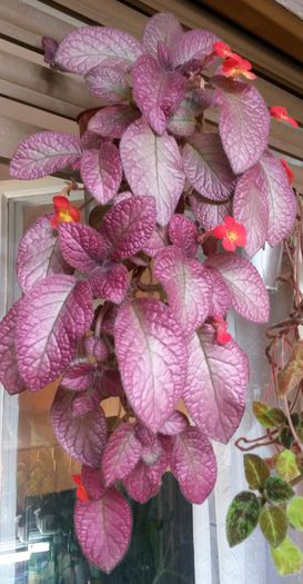  - Episcia