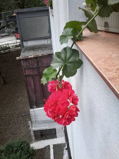 CURGATOARE - Muscate