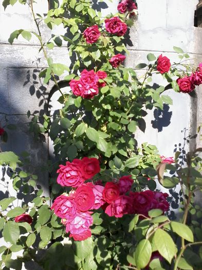 20150530_175107 - Poze tara