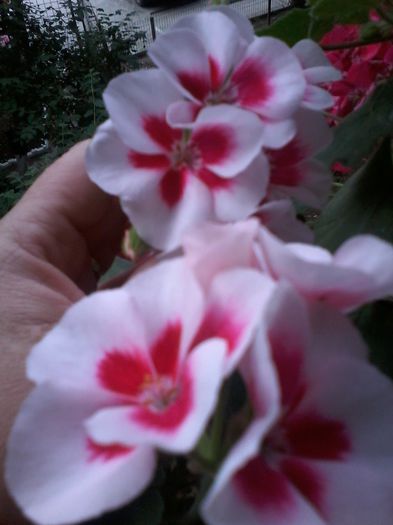 20150603_195343 - Muscate