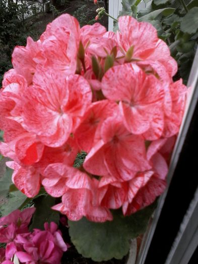 20150612_161411 - Muscate