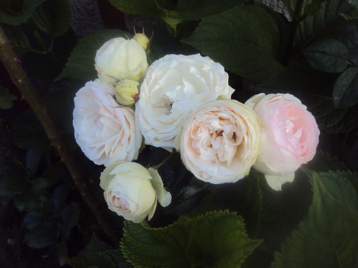 DSC00122 - Eden Rose 85