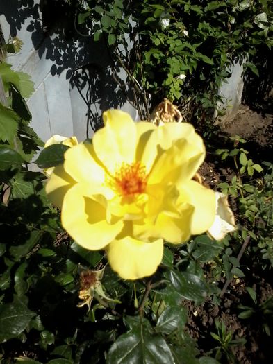 20150530_175040 - Poze tara