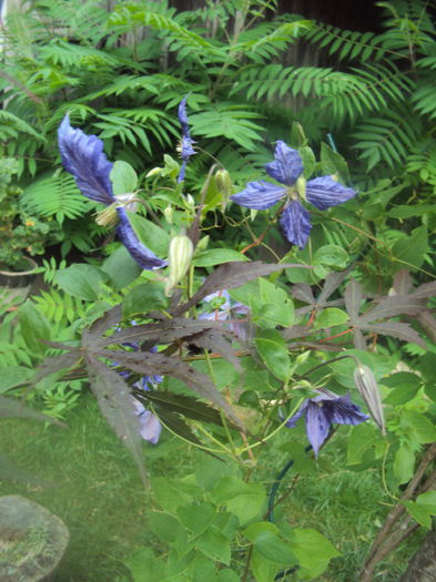 DSC00166 - 1 Clematite 2015