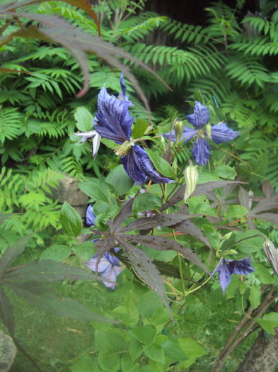 DSC00167 - 1 Clematite 2015