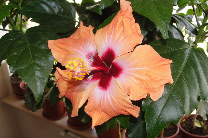 Yellow Holiday ? - A0-Hibiscus 2015-1