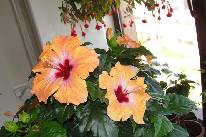  - A0-Hibiscus 2015-1