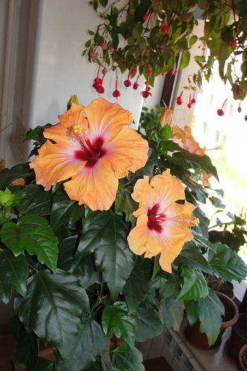  - A0-Hibiscus 2015-1