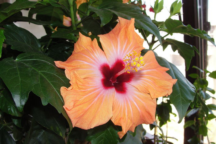  - A0-Hibiscus 2015-1