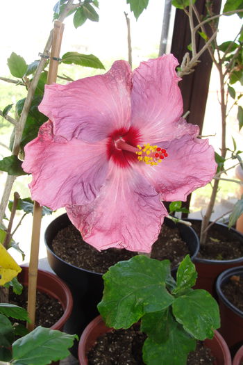 Katlyn Jane - A0-Hibiscus 2015-1
