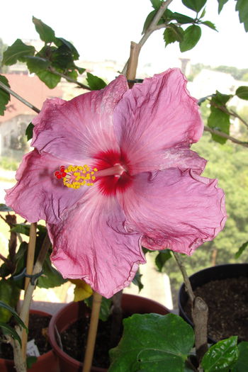  - A0-Hibiscus 2015-1