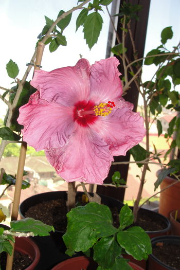  - A0-Hibiscus 2015-1