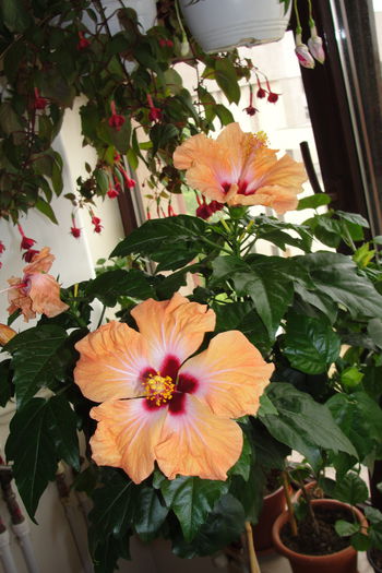  - A0-Hibiscus 2015-1