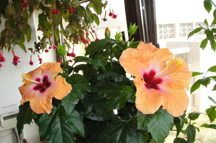  - A0-Hibiscus 2015-1