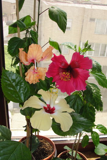  - A0-Hibiscus 2015-1