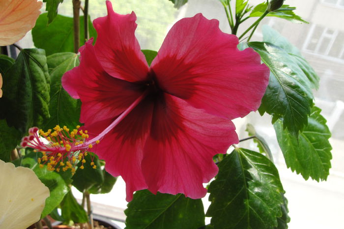  - A0-Hibiscus 2015-1