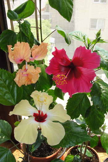  - A0-Hibiscus 2015-1