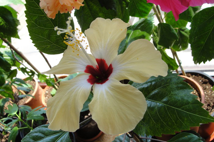 Lutea - A0-Hibiscus 2015-1