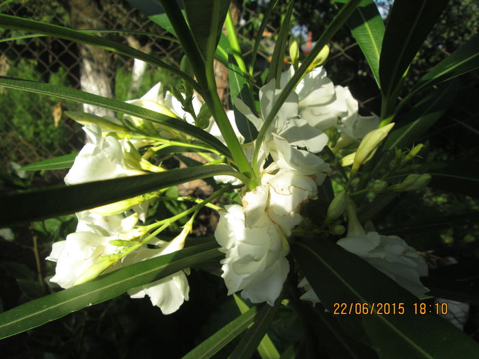 IMG_3301 - La tara in iunie 2015