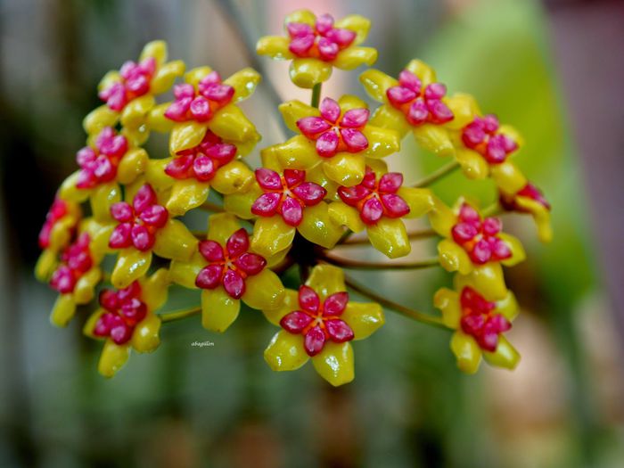 HOYA SOLIGAMIANA