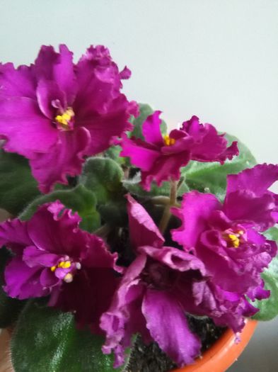 RS Faraon - A-Violete