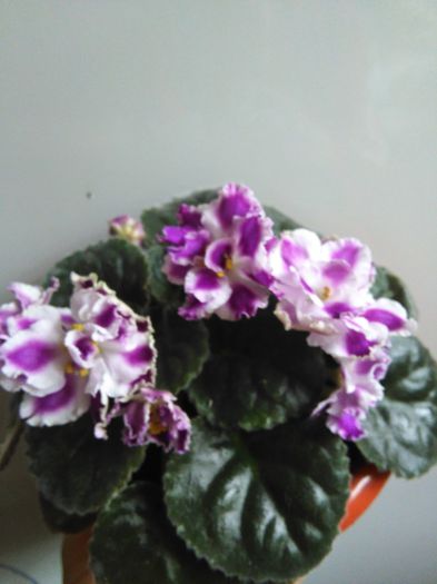 RS Romantika - A-Violete