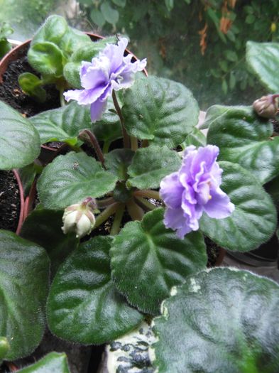  - A-Violete