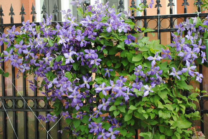 18 iunie, clematis Tie Dye