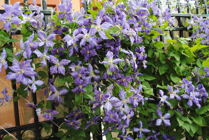 clematis Tie Dye