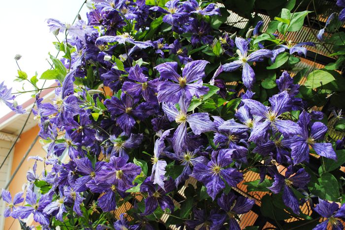 clematis Tie Dye
