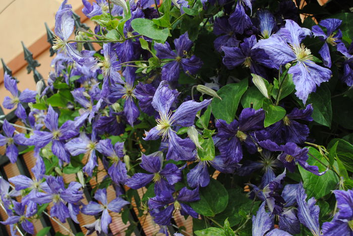 18 iunie, clematis Tie Dye