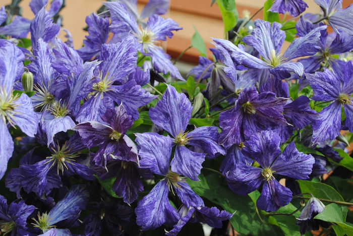 clematis Tie Dye