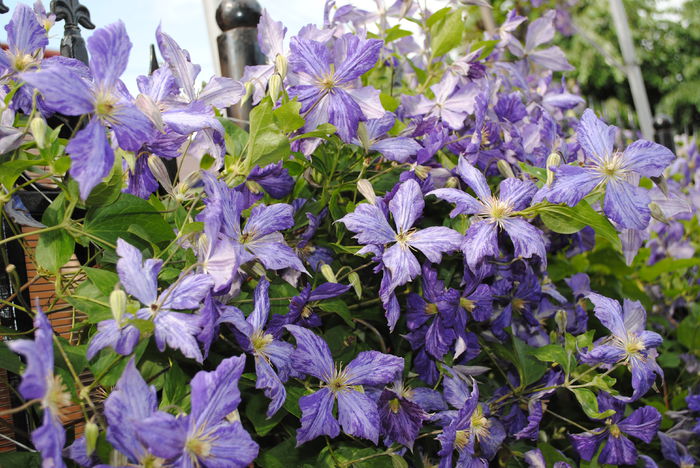 clematis Tie Dye