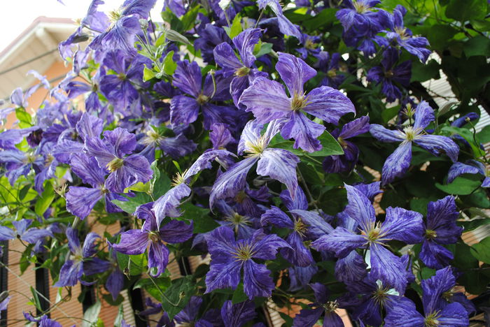 clematis Tie Dye