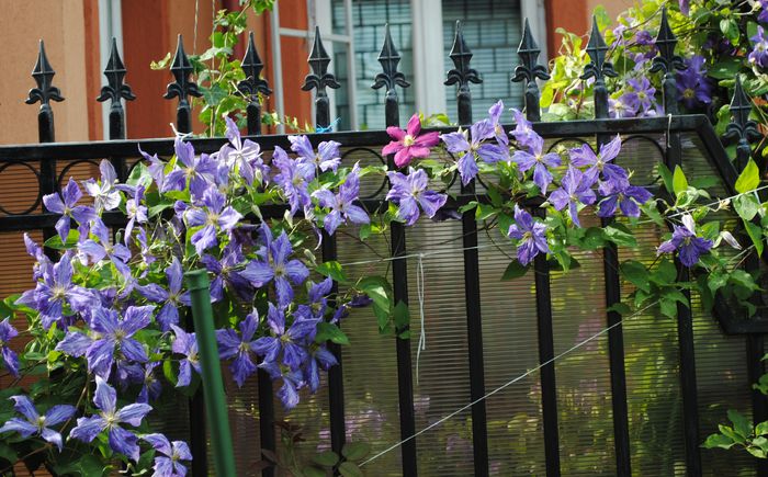 clematis Tie Dye si  Sunset