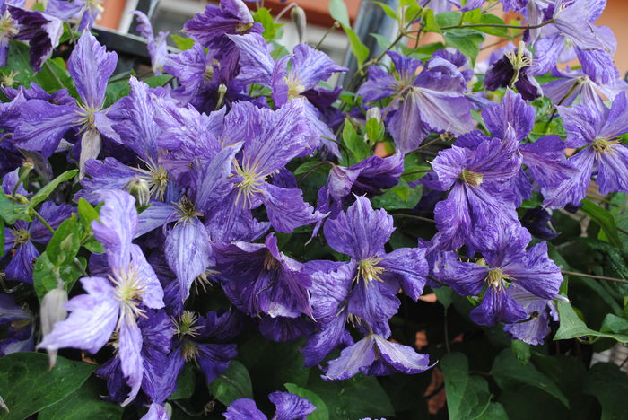 19 iunie, clematis Tie Dye