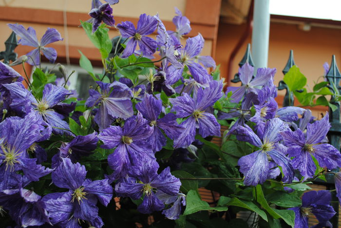 clematis Tie Dye
