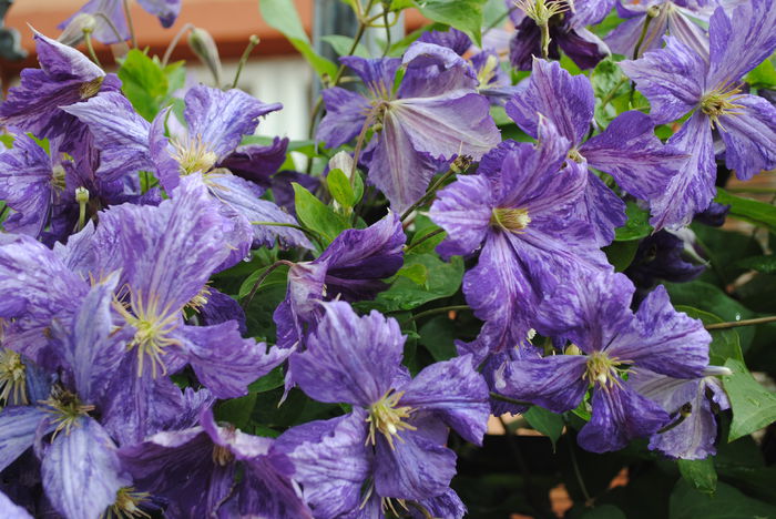 clematis Tie Dye