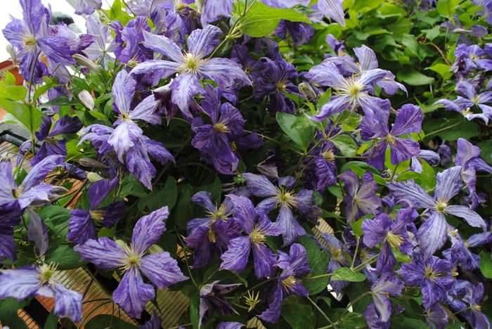 clematis Tie Dye