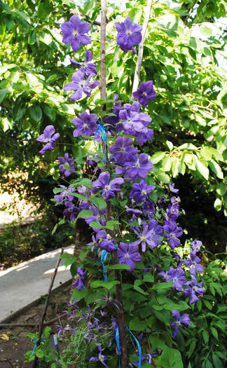 18 iunie, clematis