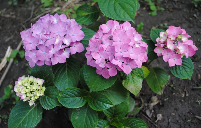 hortensie