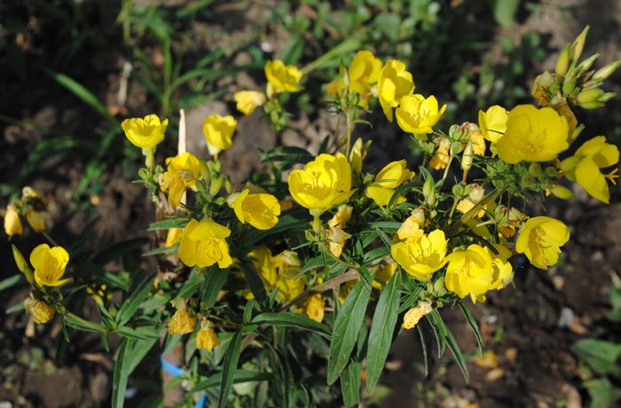 oenothera fruticosa