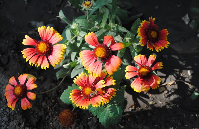 coreopsis lanceolata Sterntaler
