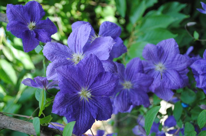 clematis