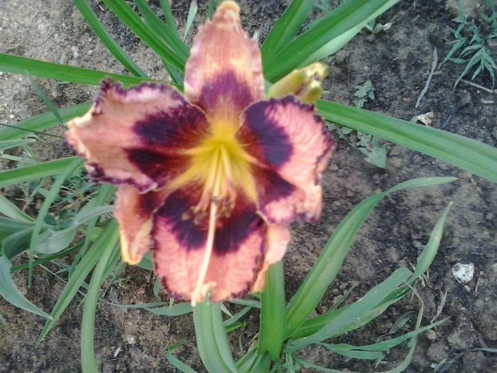 20150616_063152 - A Hemerocallis 2015