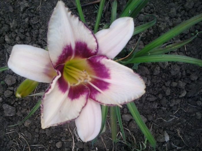 20150616_063316 - A Hemerocallis 2015