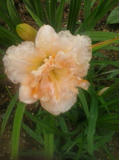 siloam stinnett's delight - A Hemerocallis 2015